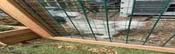 Chickens poultry for sale: Silkie Cockerel  in Ringwood - Advert 1