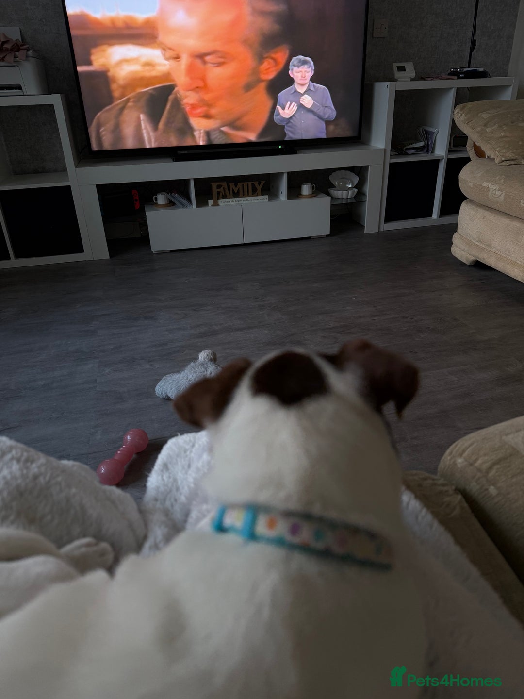 Jack Russell dogs for sale: 1 jack Russell - Image 2