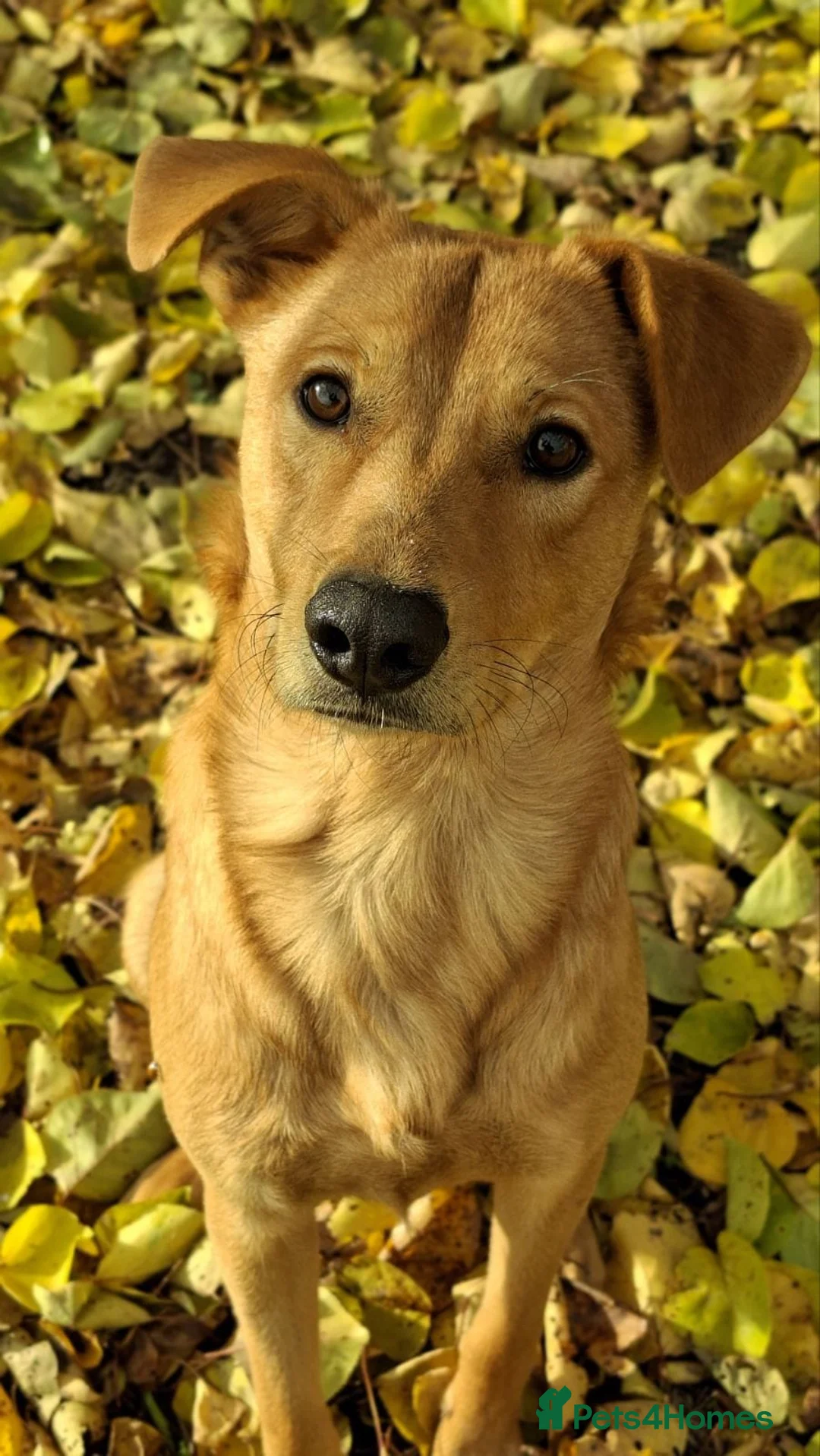 Mixed Breed dogs for adoption: 💙Archie💙10-month-old loving boy, upper-medium - Advert 14