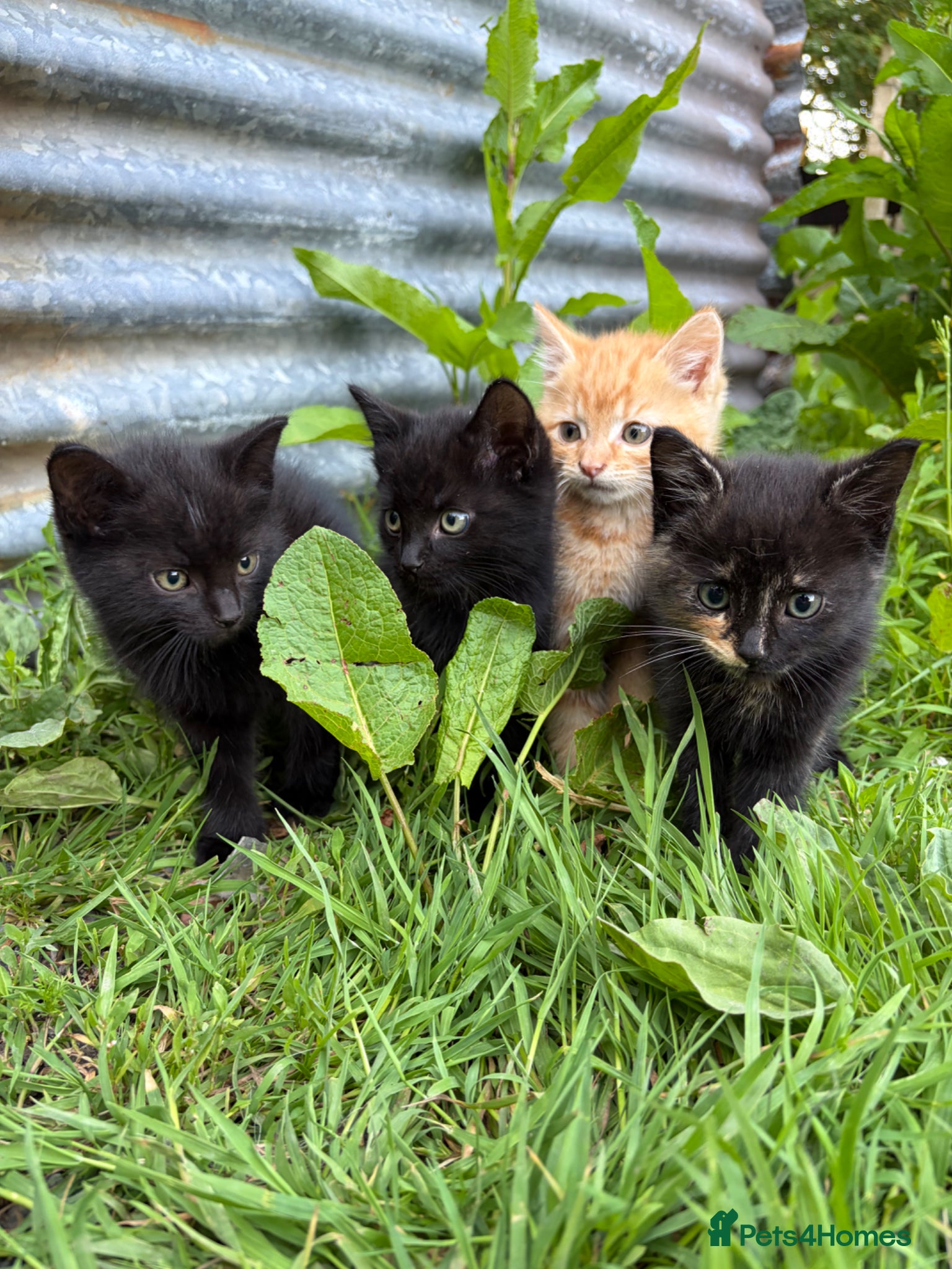 Domestic Shorthair cats 4 kittens ready to go now  - Advert 1