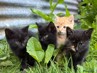 Domestic Shorthair cats 4 kittens ready to go now - Advert 1