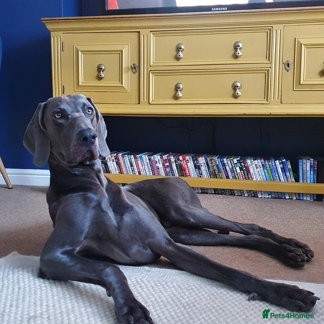 Weimaraner dogs for sale: 5 year old blue Weimaraner, KC registered 💙 - Advert 9