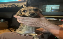 Chiweenie dogs for sale: Beautiful dachshund/ chihuahua puppies  - Image 8