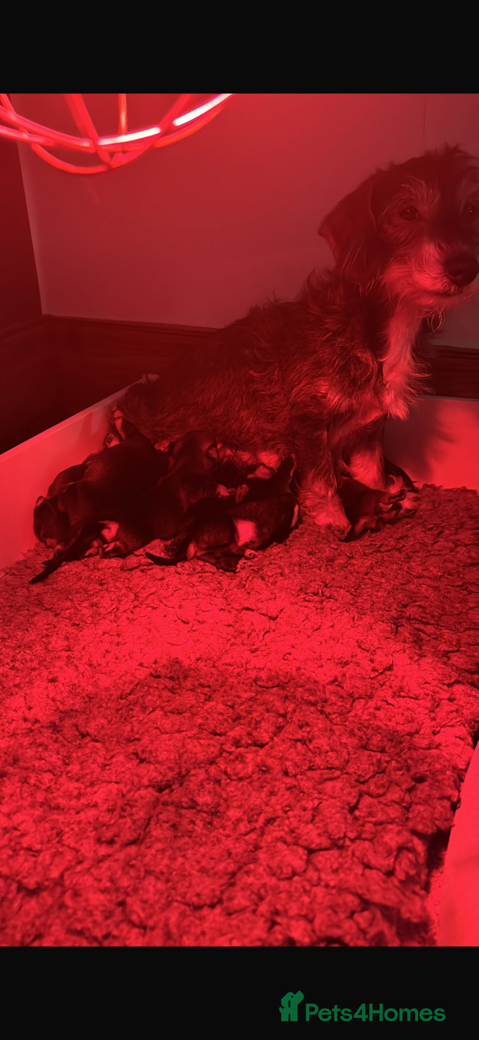 Dachshund dogs Dachshund Puppies – 4 Girls & 1 Boy Ready 8th May - Advert 1