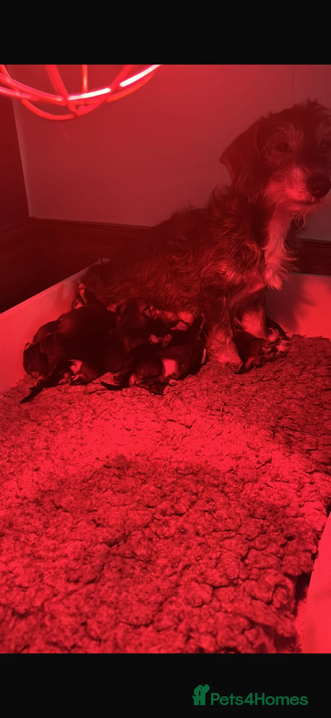 Dachshund dogs for sale: Dachshund Puppies – 4 Girls & 1 Boy Ready 8th May - Advert 2