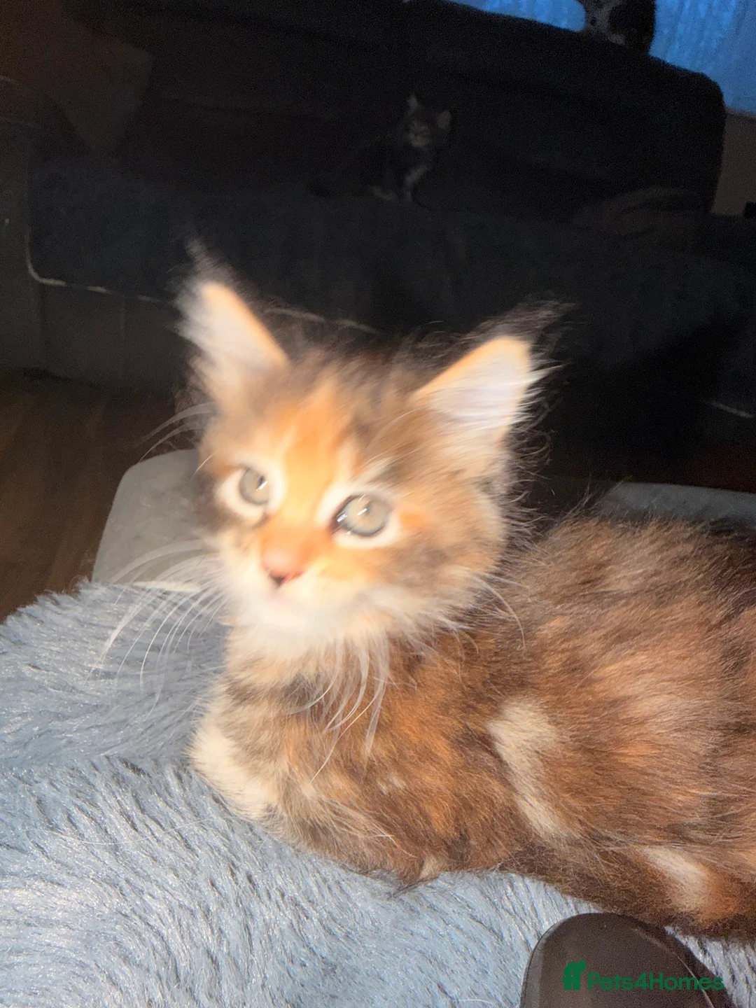 Maine Coon cats for sale: Maine coon kittens - Advert 31
