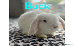 Mini Lop rabbits for sale: Pure breed mini lops male and female  - Image 2
