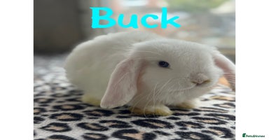 Mini Lop rabbits - Advert 12