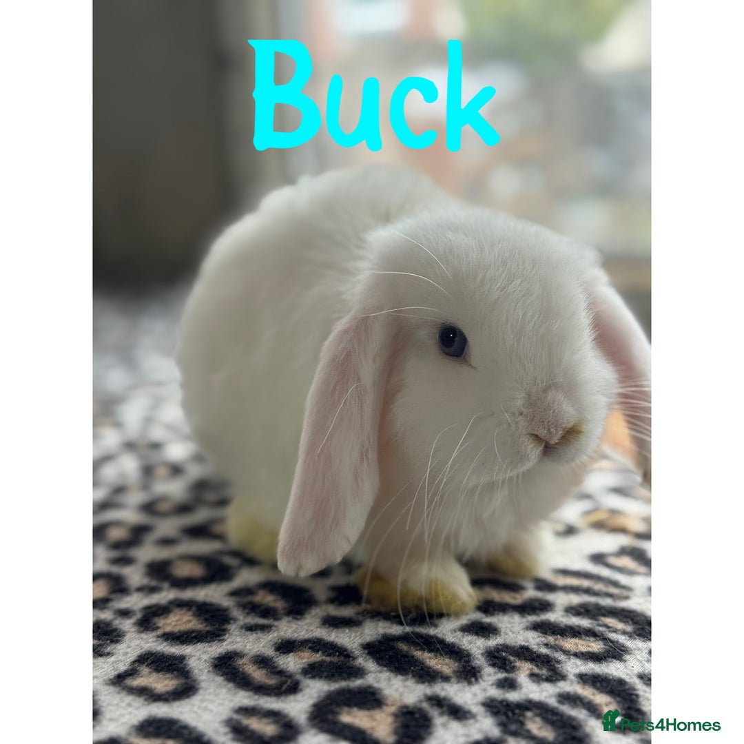 Mini Lop rabbits for sale: Pure breed mini lops male and female  - Image 2