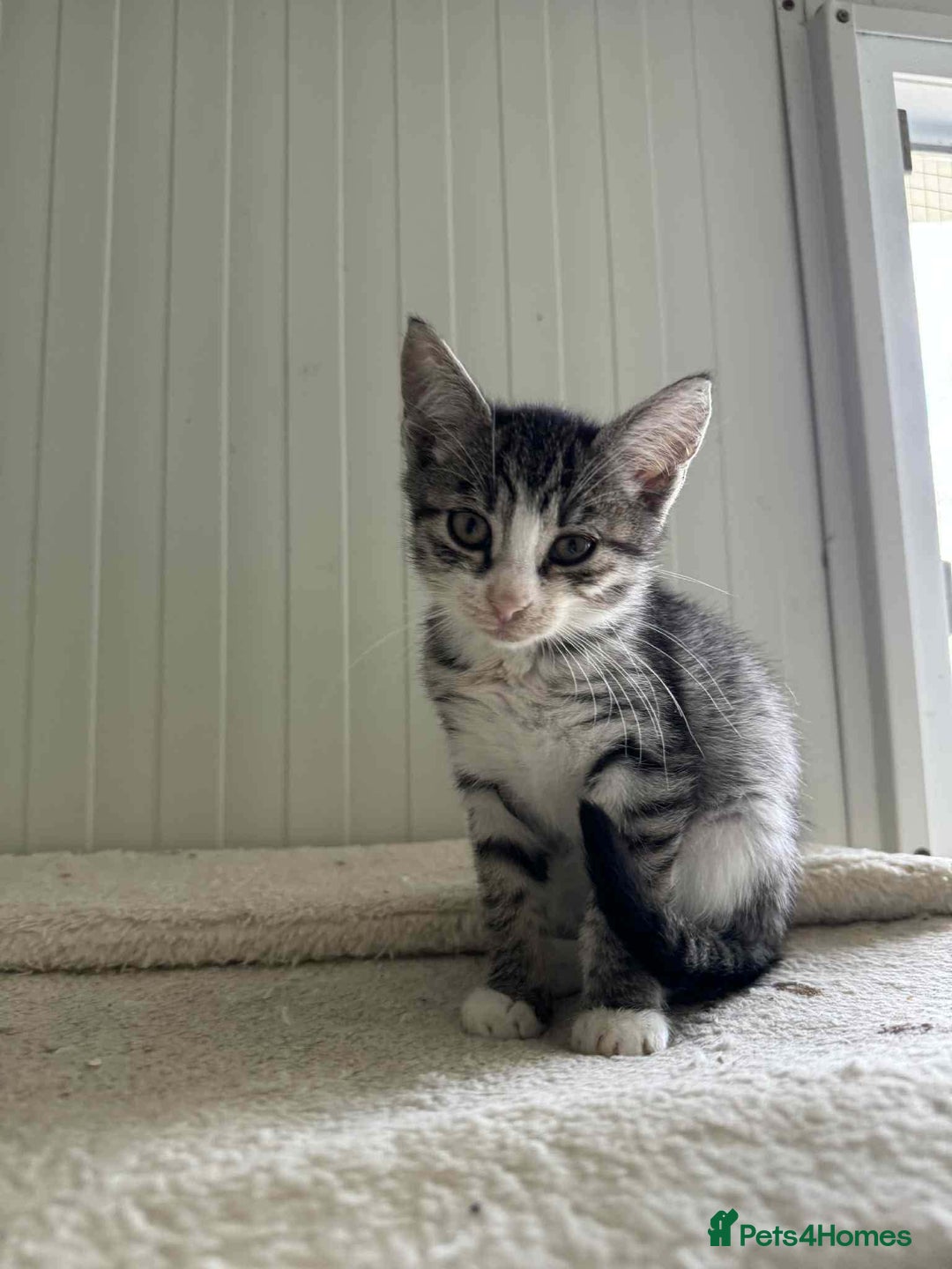 Mixed Breed cats for adoption: River - Norwich Norfolk  - Advert 6