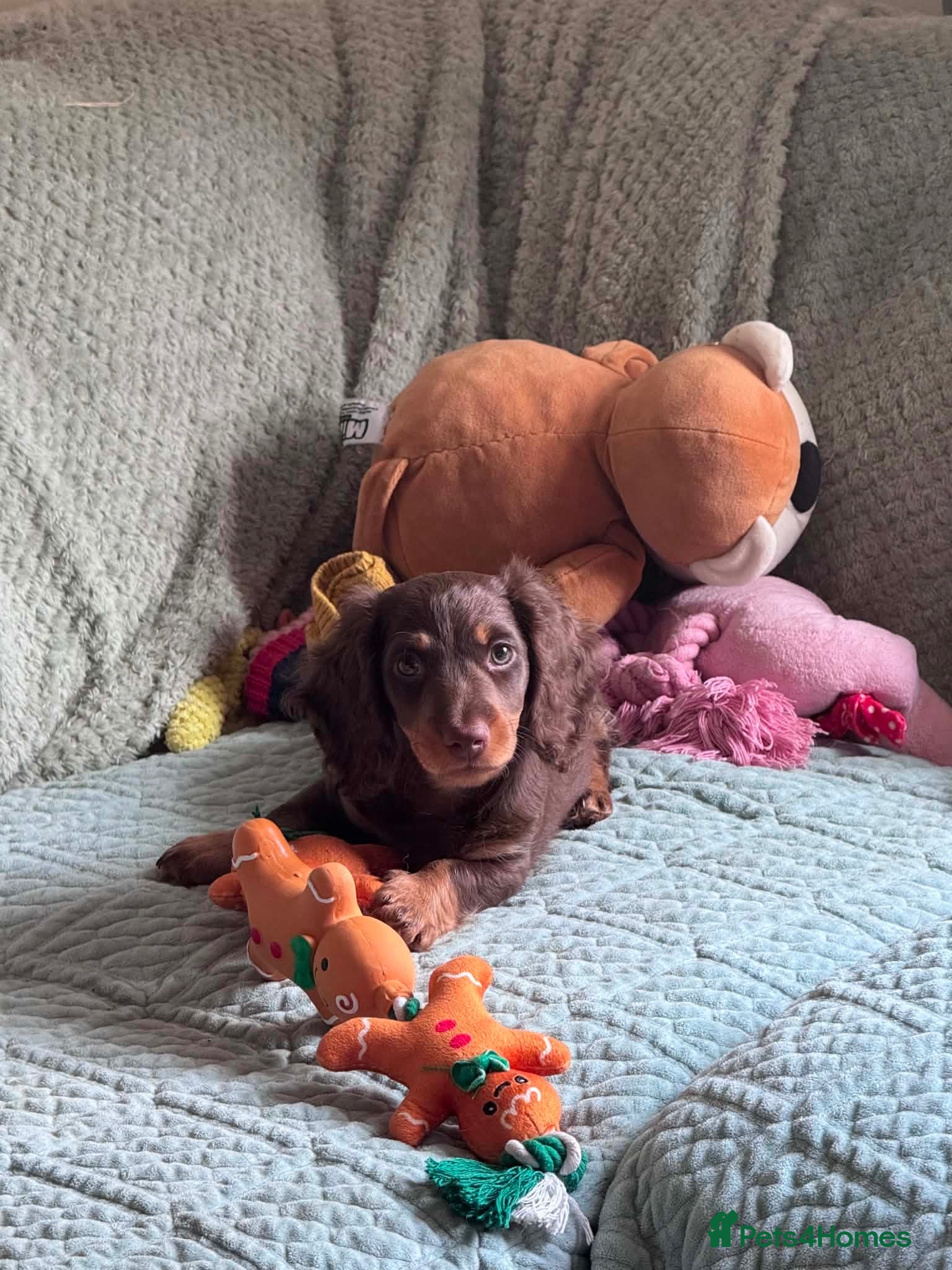 Miniature Dachshund dogs One Longhaired Boy Miniature Dachshund Puppy left - Advert 2