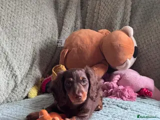 Miniature Dachshund dogs One Longhaired Boy Miniature Dachshund Puppy left - Advert 2