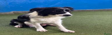 Border Collie 
