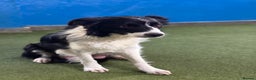 Border Collie dogs for sale: Great border collie female  - Advert 1
