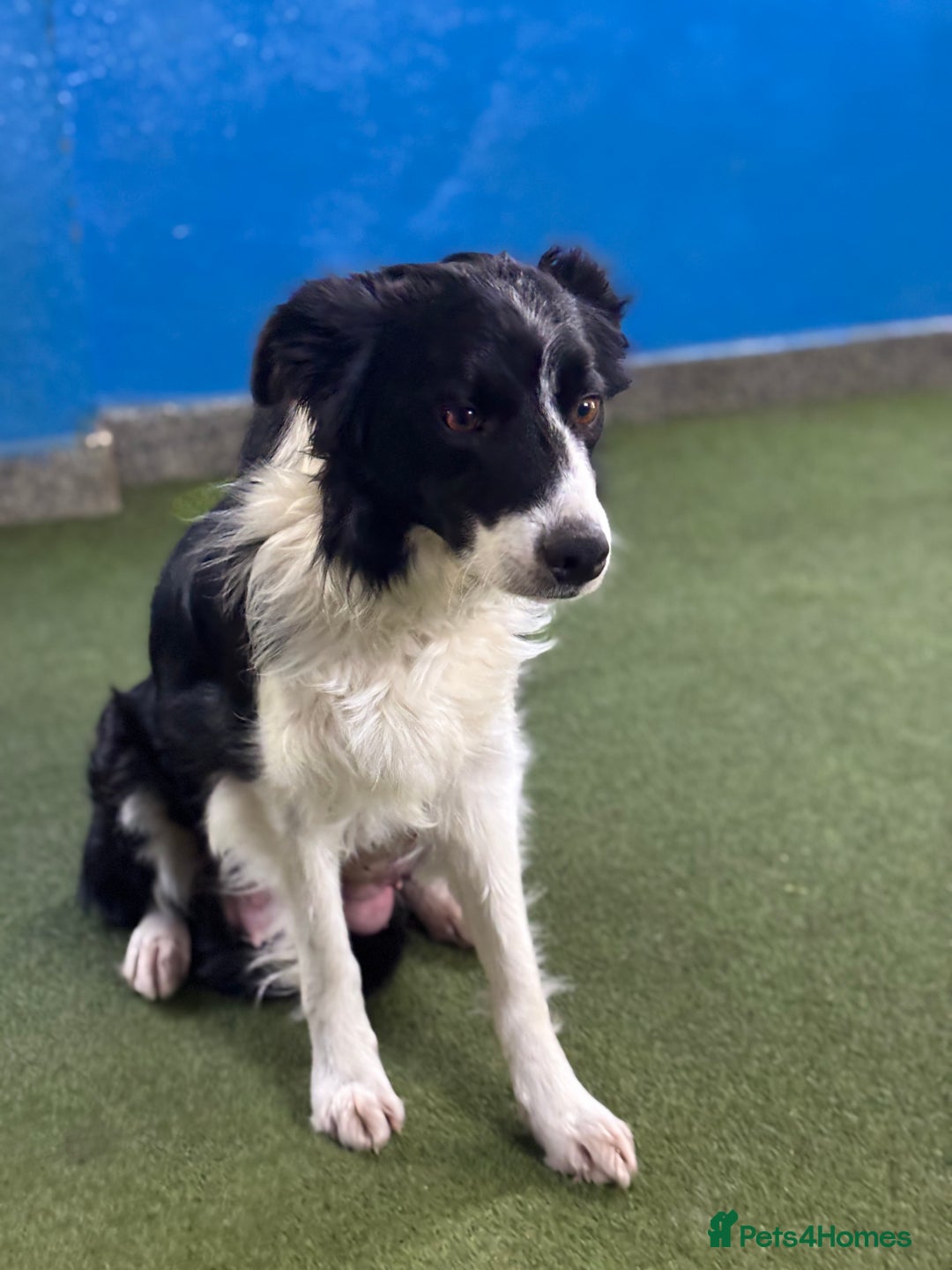 Border Collie dogs for sale: Great border collie female  - Advert 1
