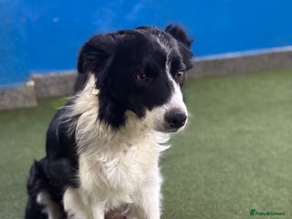 Border Collie dogs Great border collie female - Advert 2