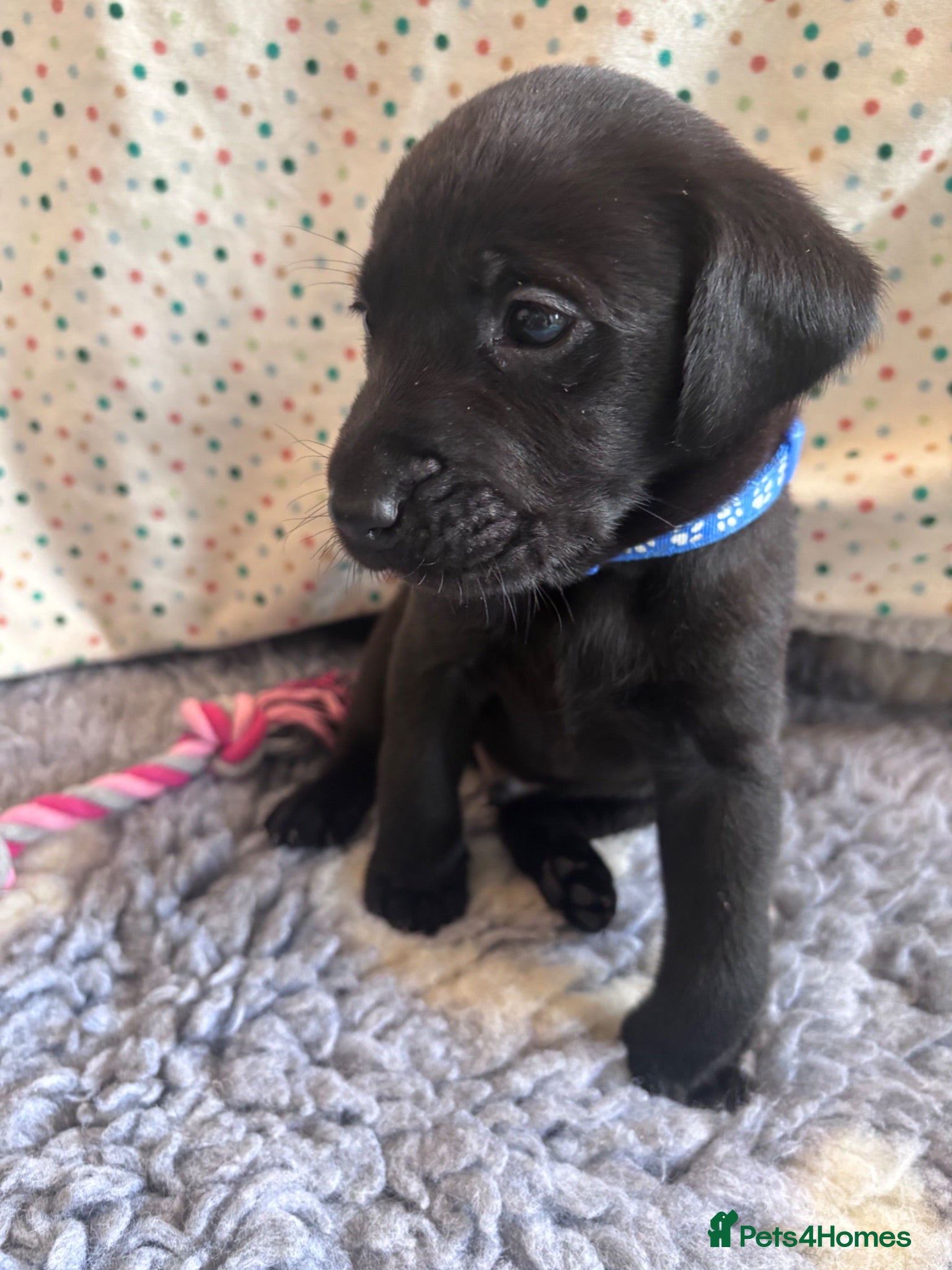 Labrador Retriever dogs Labrador Retriever KC puppies - Advert 18