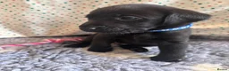 Labrador Retriever dogs for sale: Labrador Retriever KC puppies - Advert 1