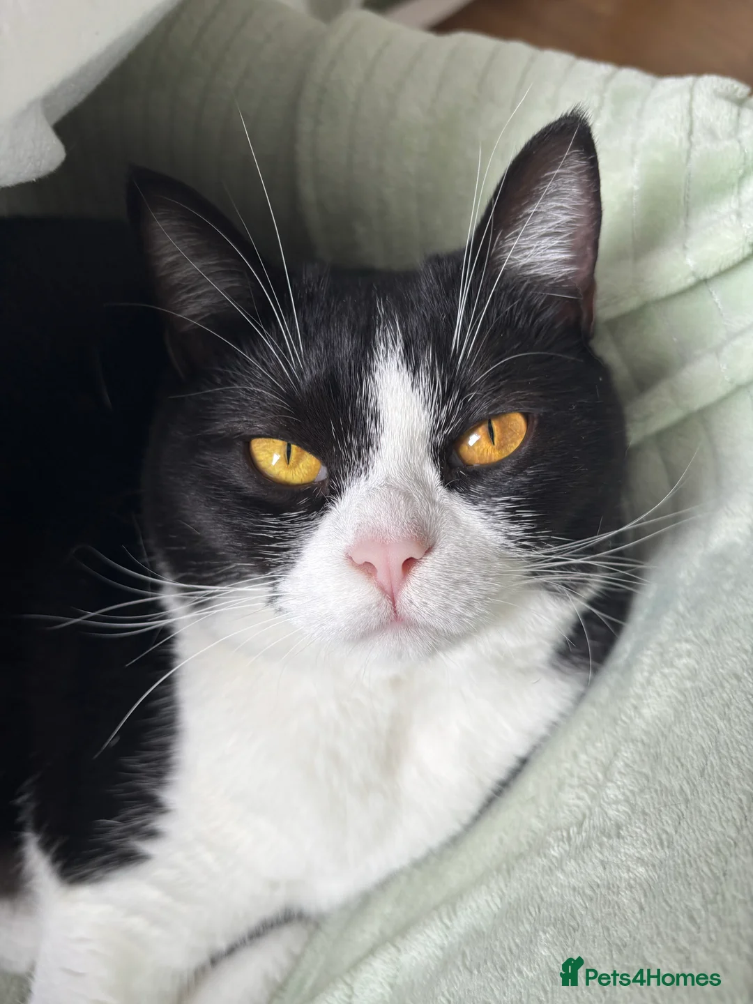 Mixed Breed cats for sale: Canela - Advert 1