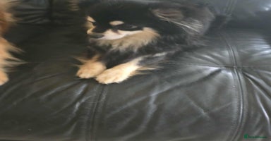 Chihuahua dogs - Advert 5