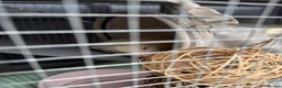 Ferret rodents for sale: 2 Male ferrets  - Advert 6
