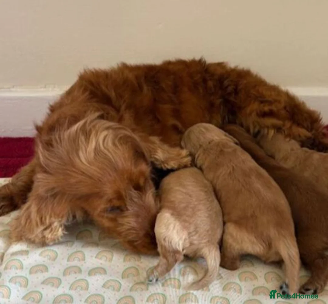 Cockapoo dogs for sale: Lovely male Cockapoo puppy - Advert 5