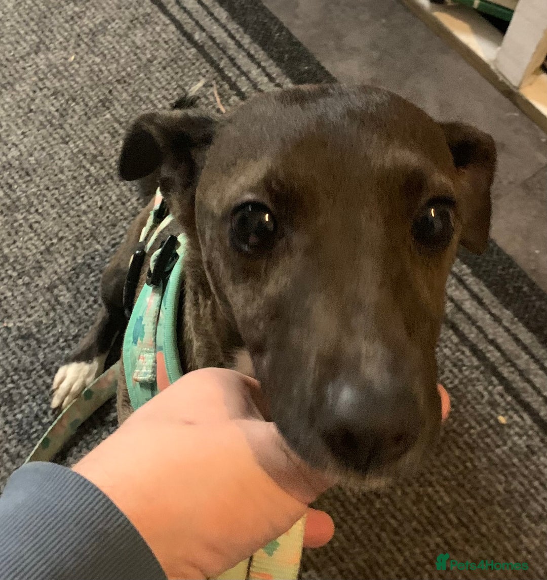 Mixed Breed dogs for sale: Beautiful Jack russel girl - Advert 3