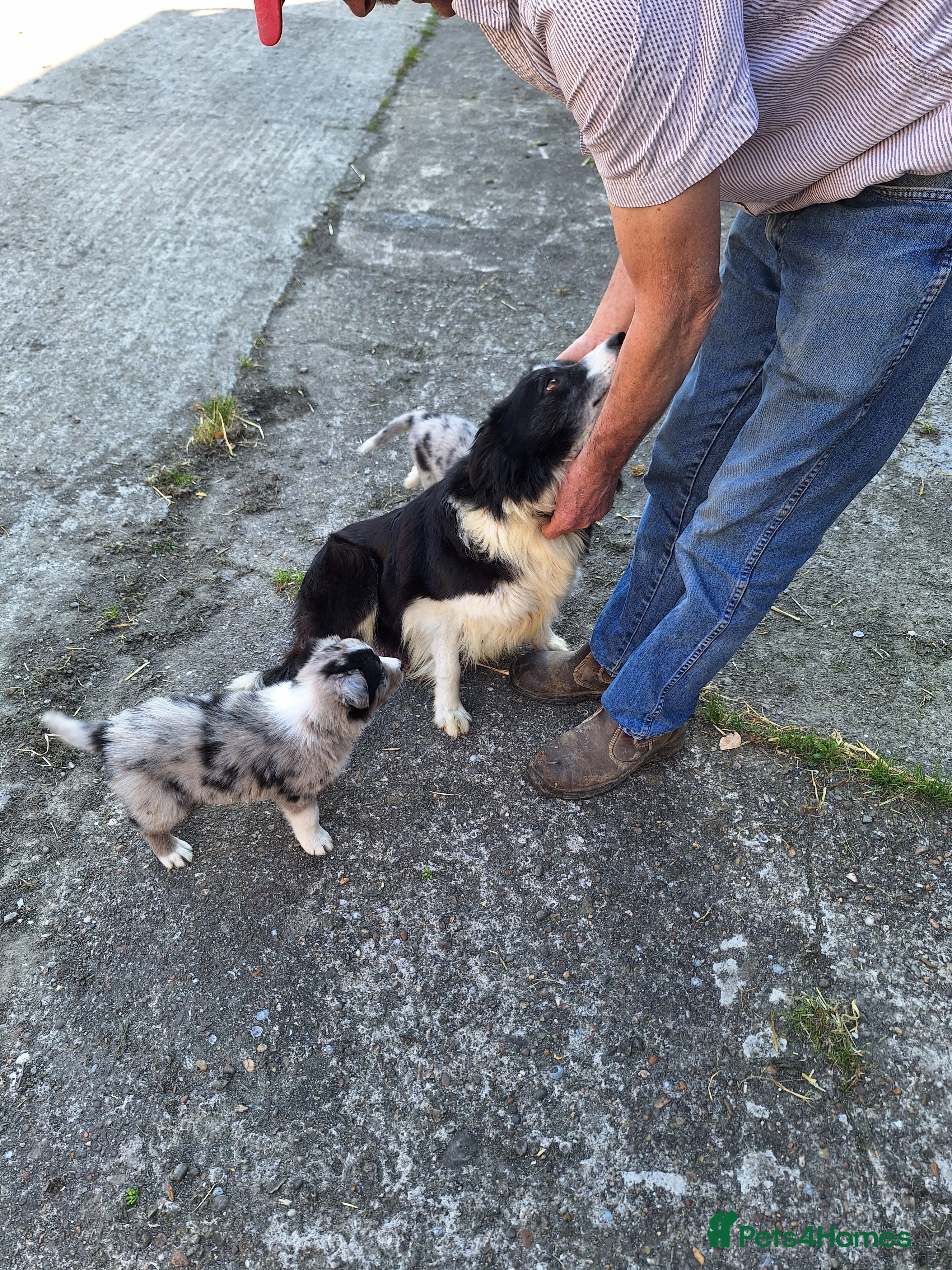 Border Collie dogs our litter of 6 beautiful border collie pups - Advert 1