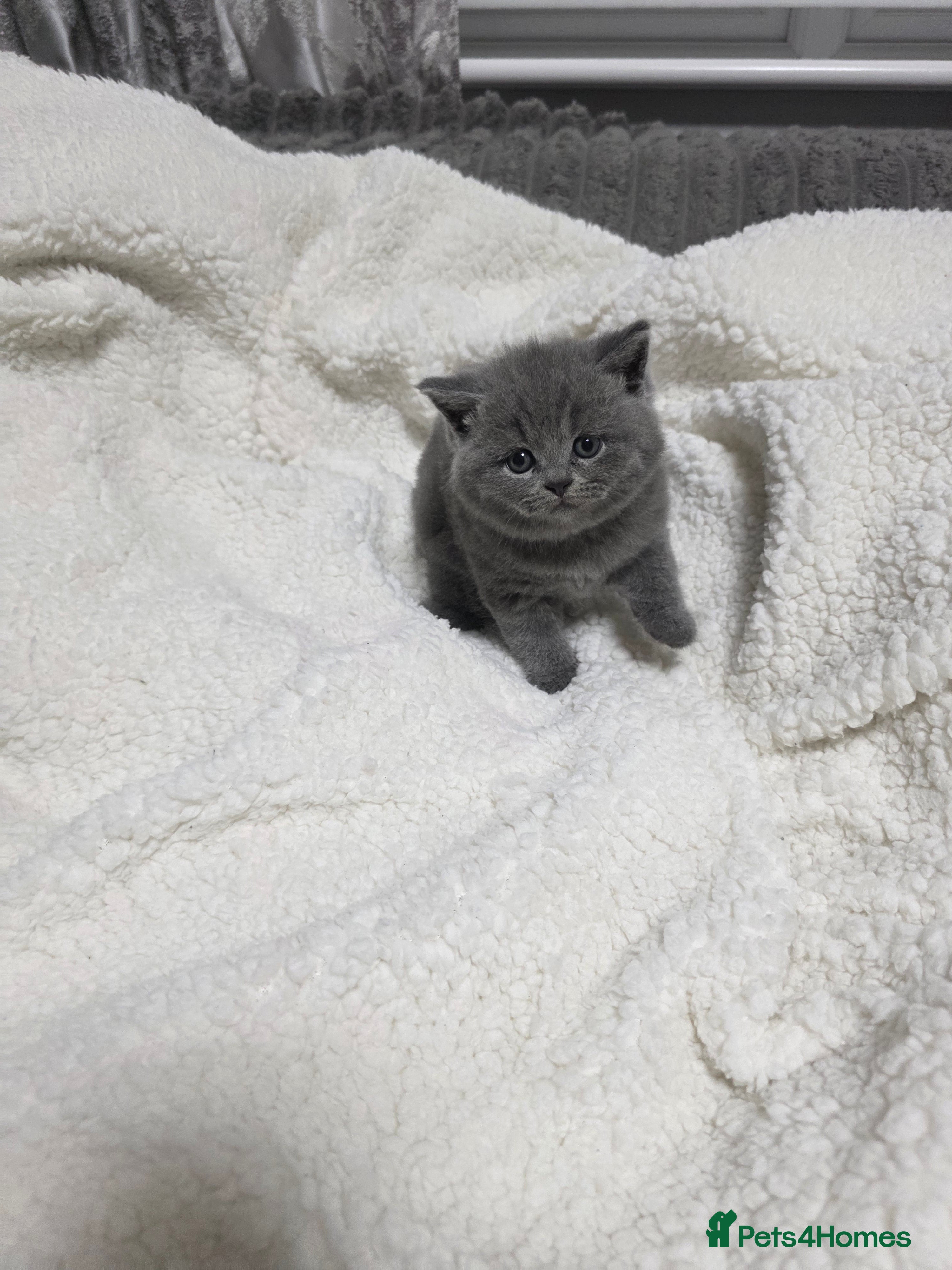 British Shorthair cats BEAUTIFUL BRITISH SHORTHAIR KITTENS  - Advert 2