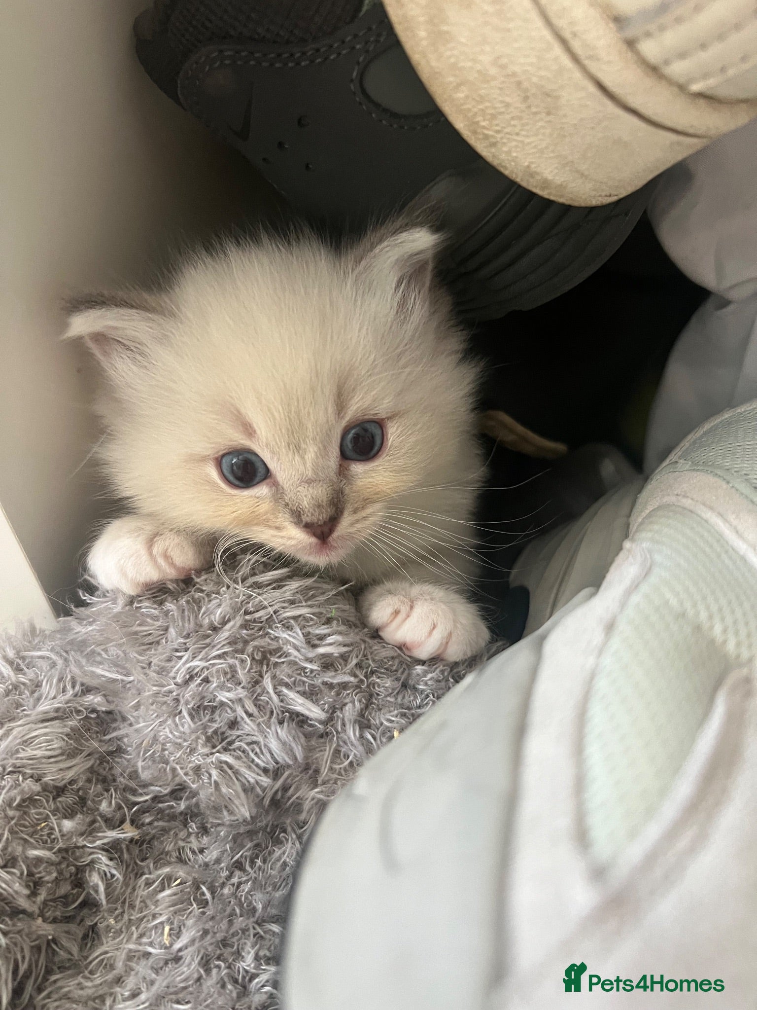 Ragdoll cats LAST Ragdoll kitten ready September  - Advert 2