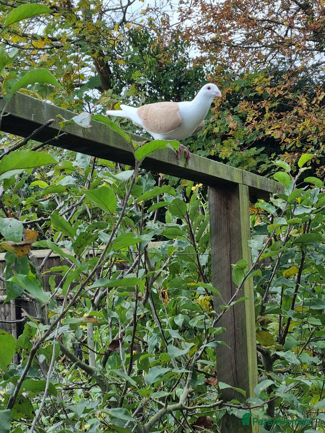 Pigeons birds for sale: sadleback hommers for sale - Advert 13