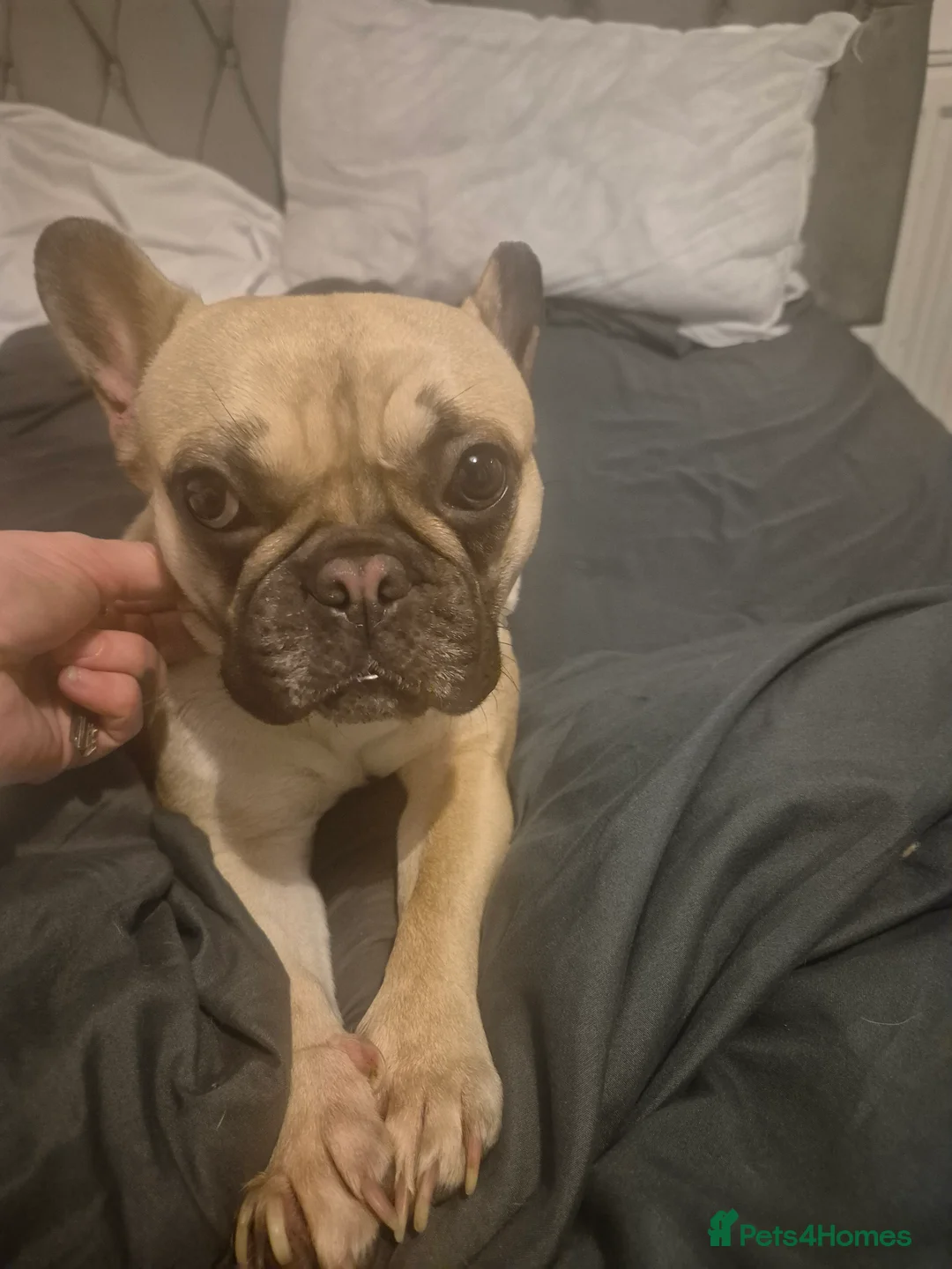 French Bulldog dogs for stud: Looking for stud  - Advert 2