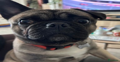Frug dogs - Advert 3