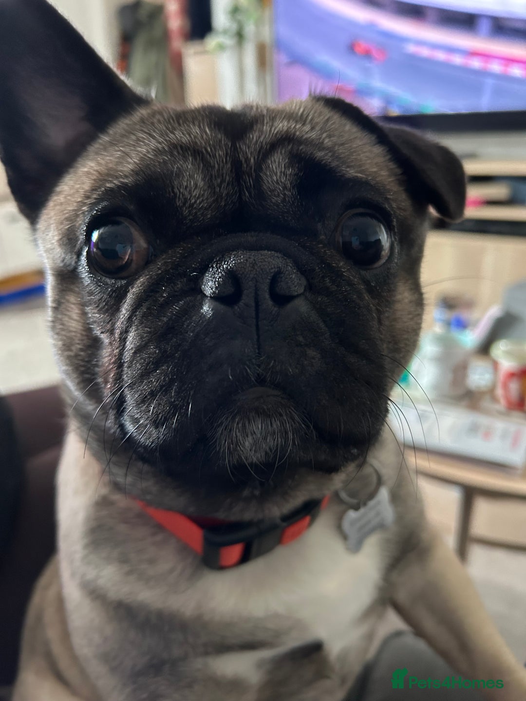 Frug dogs for sale: 2 year old Frug for sale - Image 3