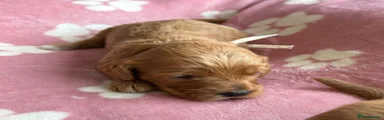 Cockapoo 4