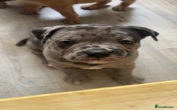 Mixed Breed dogs for sale: Beautiful pups with stunning markings  - Image 28