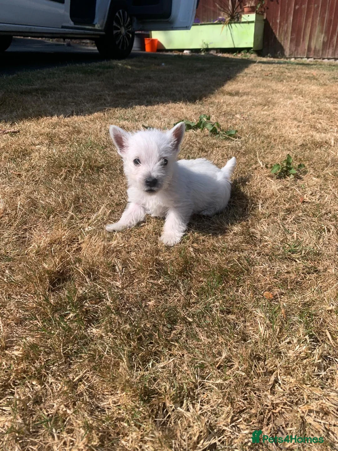 West Highland Terrier dogs for sale: Pedigree Westies - Advert 2