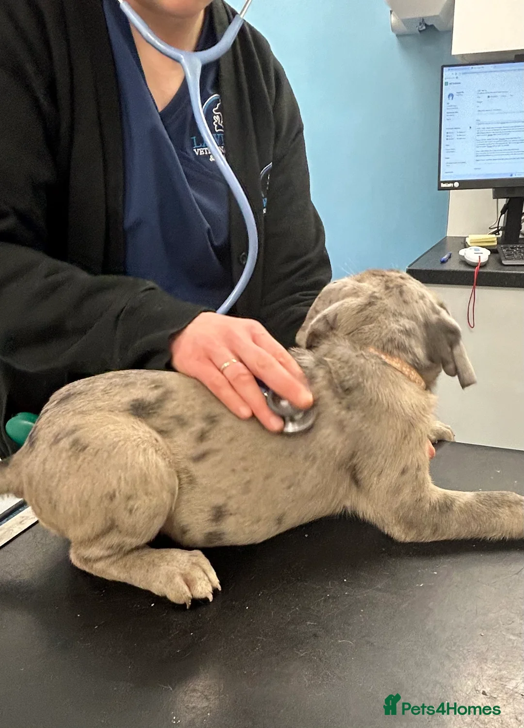 Cane Corso dogs for sale: Cane corso champion bloodline pups  - Advert 11