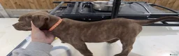 American Bully dogs for sale: Pocket bully puppies  - Advert 22