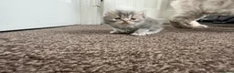 Persian cats for sale: Blue Persian kittens - Advert 4