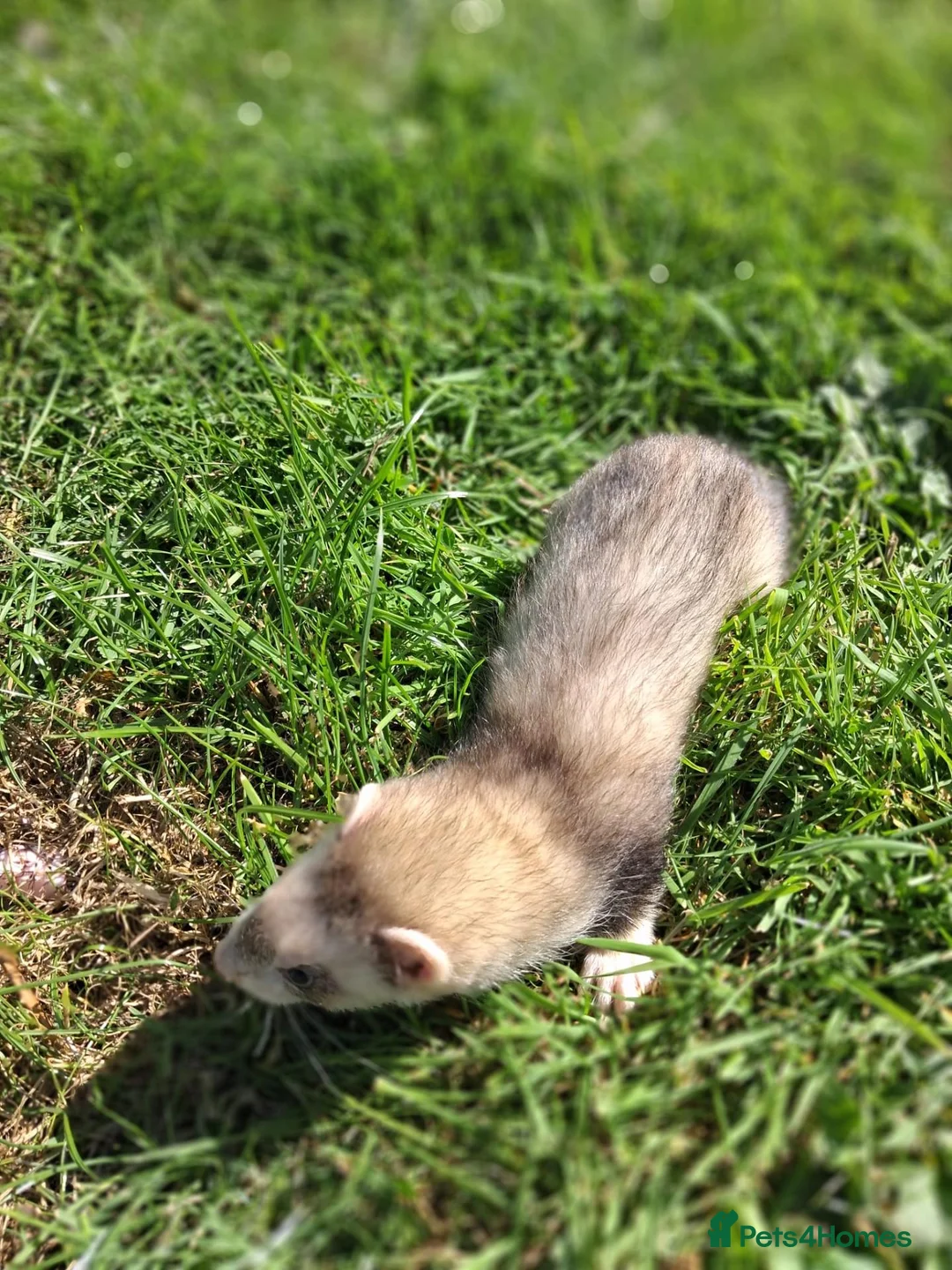 Ferret rodents for sale: Friendly ferrets for sale - Advert 7