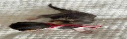 Mixed Breed cats for sale: 5 gorgeous kittens - Advert 7