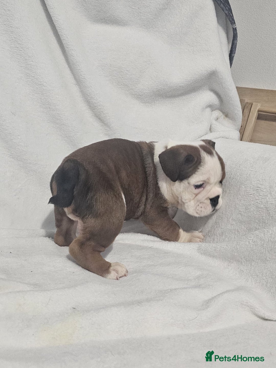 English Bulldog dogs for sale: Champion English bulldogs - Image 12