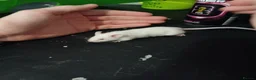 Mouse rodents for sale: Male albino mouse and cage  - Advert 3