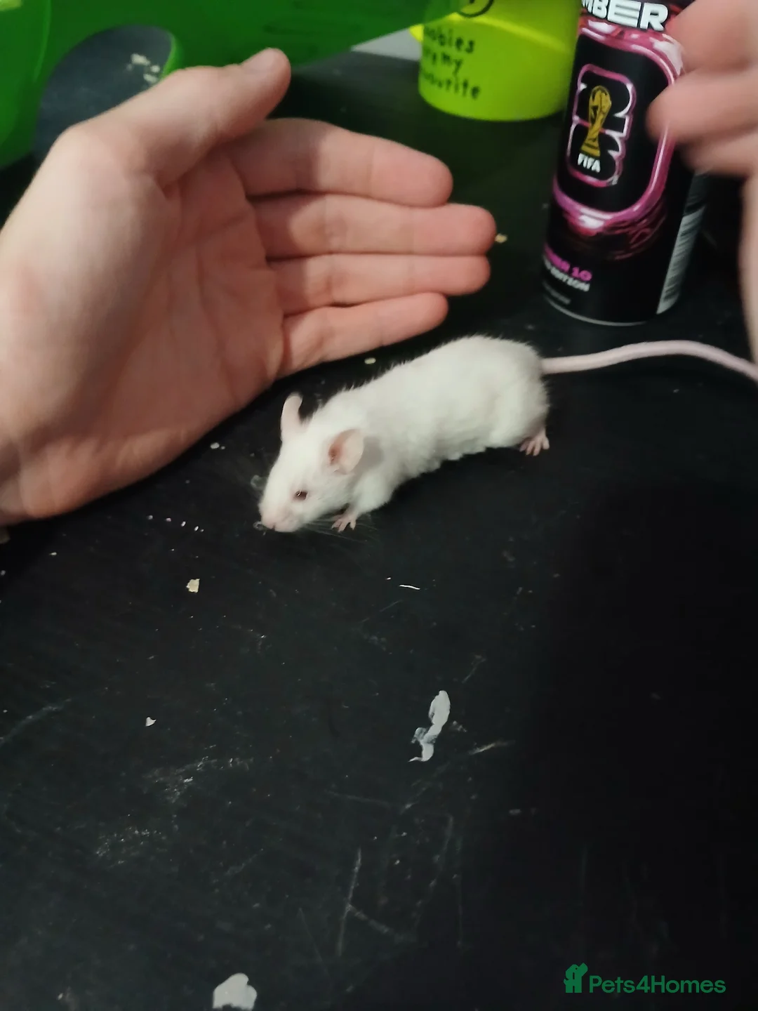 Mouse rodents for sale: Male albino mouse and cage  - Advert 3