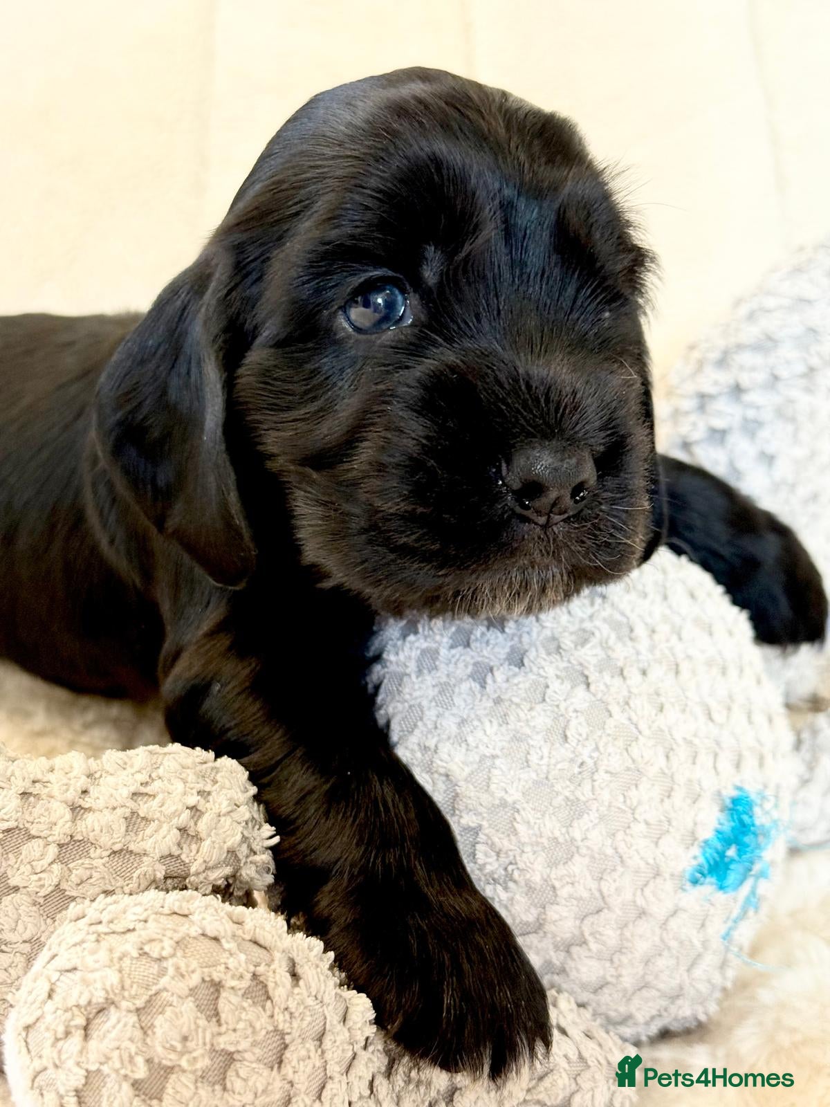 Cocker Spaniel dogs Health Tested KC Reg Showline Cocker Spaniel Pups - Advert 2