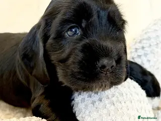 Cocker Spaniel dogs Health Tested KC Reg Showline Cocker Spaniel Pups - Advert 2