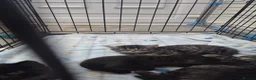 Mixed Breed cats for sale: 2 tabby and 2 black kittens looking for new home - Advert 9