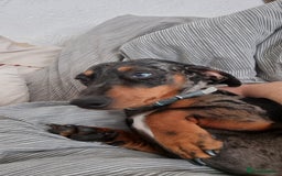 Dachshund dogs for stud: Slinky broomhead - Image 6