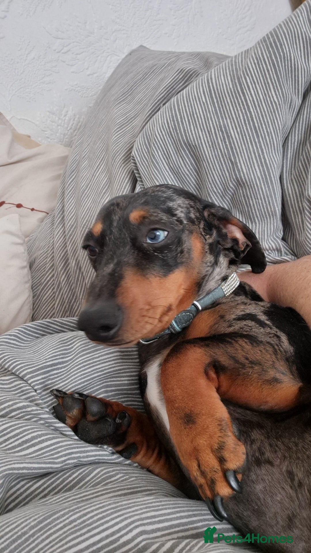 Dachshund dogs for stud: Slinky broomhead - Image 6
